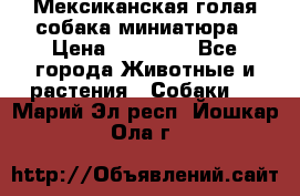 Мексиканская голая собака миниатюра › Цена ­ 53 000 - Все города Животные и растения » Собаки   . Марий Эл респ.,Йошкар-Ола г.